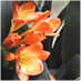 Orchid Garden